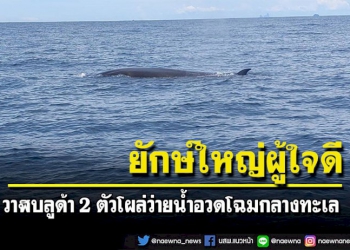 สตูลสุดว้าว!-พบยักษ์ใหญ่ผู้ใจดีกลางทะเลวาฬบลูด้า-2-ตัวโผล่ว่ายน้ำอวดโฉม