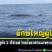 สตูลสุดว้าว!-พบยักษ์ใหญ่ผู้ใจดีกลางทะเลวาฬบลูด้า-2-ตัวโผล่ว่ายน้ำอวดโฉม